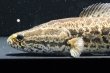 画像2: カムルチー(20cm±)WILD兵庫 (2)