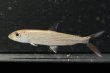 画像1: アフリカンタイガーフィッシュスレンダー (8cm±) (1)