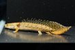 画像1: ポリプテルス コンギクス(6cm±)ブリード (1)