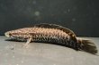 画像1: タイワンドジョウ(15cm±)WILD兵庫 (1)