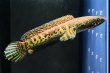 画像4: バイオレットスネークヘッド(10cm±)WILD (4)