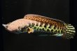 画像1: バイオレットスネークヘッド(10cm±)WILD (1)