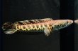 画像3: バイオレットスネークヘッド(10cm±)WILD (3)