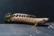 画像1: チョコレートレインボースネークヘッド(6cm±)WILD (1)