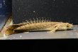 画像2: ポリプテルス コンギクス(6cm±)ブリード [1] (2)
