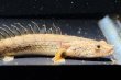 画像3: ポリプテルス コンギクス(6cm±)ブリード (3)