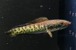 画像2: バイオレットスネークヘッド(10cm±)WILD (2)