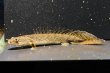 画像1: ポリプテルス コンギクス(6cm±)ブリード [1] (1)