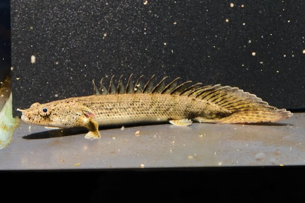 画像1: ポリプテルス コンギクス(6cm±)ブリード [1] (1)