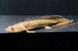画像1: ポリプテルス コンギクス(6cm±)ブリード (1)