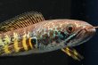 画像1: バイオレットスネークヘッド(10cm±)WILD (1)