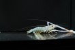 画像4: オニテナガエビ 10cm± ペア (4)