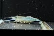 画像3: オニテナガエビ 10cm± ペア (3)