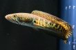 画像1: バイオレットスネークヘッド(10cm±)WILD (1)