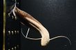 画像3: プロトプテルス エチオピクス エチオピクス（10cm±）バリンコ湖 (3)