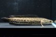 画像1: カムルチー(20cm±)WILD兵庫 (1)