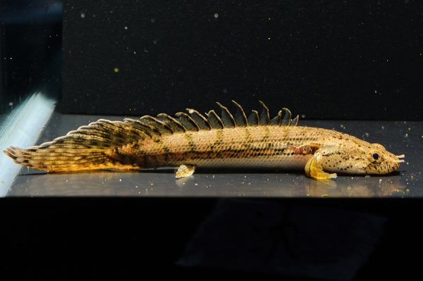 画像2: ポリプテルス コンギクス(6cm±)ブリード (2)
