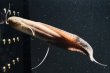 画像2: プロトプテルス エチオピクス エチオピクス（10cm±）バリンコ湖 (2)