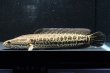 画像3: カムルチー(20cm±)WILD兵庫 (3)