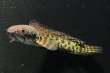 画像3: バイオレットスネークヘッド(10cm±)WILD (3)