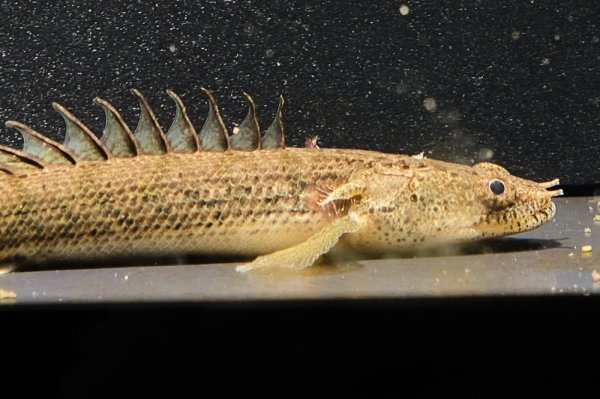 画像3: ポリプテルス コンギクス(6cm±)ブリード [1] (3)