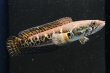画像1: バイオレットスネークヘッド(10cm±)WILD (1)