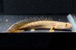 画像2: ポリプテルス コンギクス(6cm±)ブリード (2)