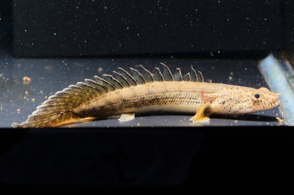 画像2: ポリプテルス コンギクス(6cm±)ブリード (2)