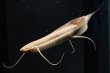 画像1: プロトプテルス エチオピクス エチオピクス（10cm±）バリンコ湖 (1)