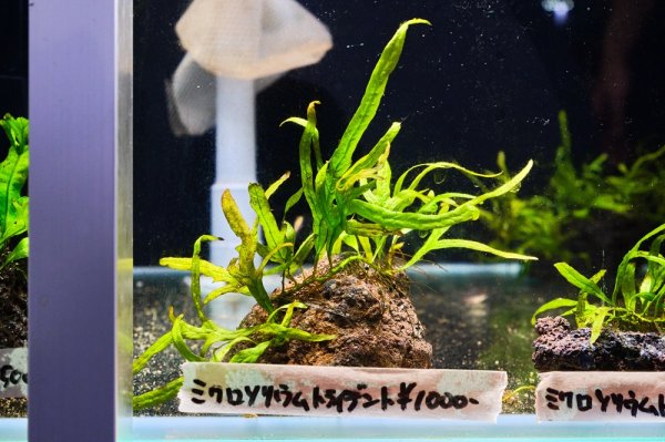 画像1: ミクロソリウム　トライデント 石巻済み　 7センチ± (1)