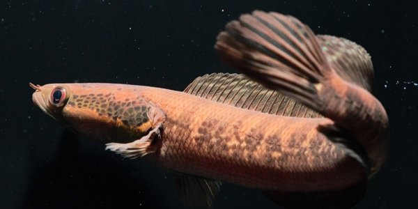 画像2: シェブロンスネークヘッド (13cm±)WILD (2)