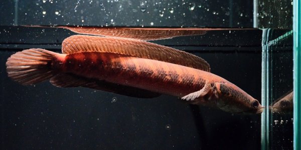画像3: シェブロンスネークヘッド (13cm±)WILD (3)