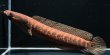 画像1: シェブロンスネークヘッド (13cm±)WILD (1)