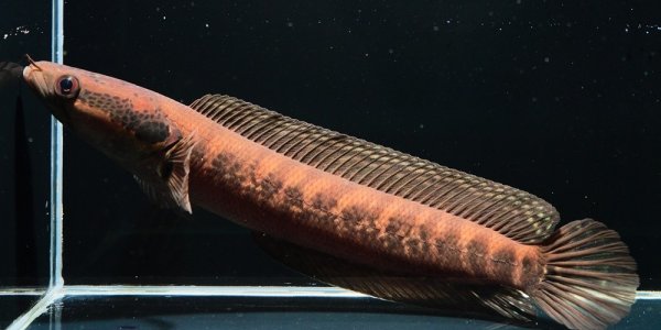 画像1: シェブロンスネークヘッド (13cm±)WILD (1)