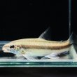 画像1: アパレイオドン マクリシー (9cm±)WILD トカンチンス (1)