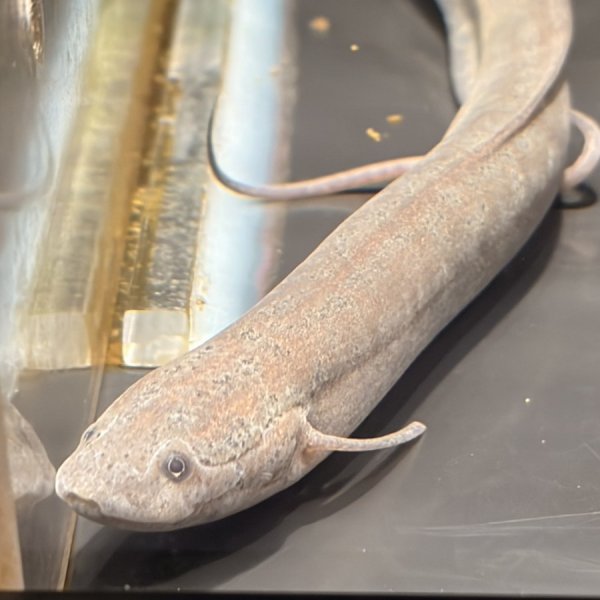 画像2: プロトプテルス エチオピクス エチオピクス（15cm±）バリンコ湖 (2)