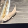 画像1: プロトプテルス エチオピクス エチオピクス（15cm±）バリンコ湖 (1)
