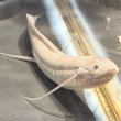 画像1: プロトプテルス エチオピクス エチオピクス（15cm±）バリンコ湖 (1)