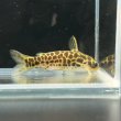 画像3: ゴールデンレオパードダクティア(4cm±) ペア WILD（ペルー） (3)