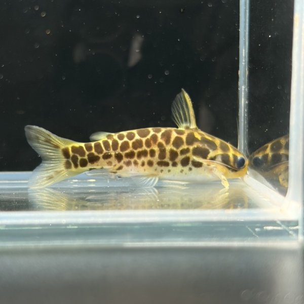 画像3: ゴールデンレオパードダクティア(4cm±) ペア WILD（ペルー） (3)