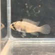 画像3: アピストグラマ パンドリニ (2cm±) (3)