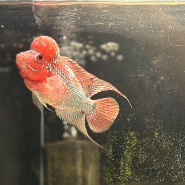 画像3: フラワーホーン ビックヘッド(12cm±) (3)
