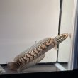 画像4: コウタイ レッドギャラクシー(15cm±) ブリード (4)