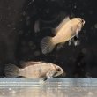 画像4: アピストグラマ パンドリニ (2cm±) (4)