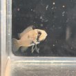 画像2: アピストグラマ パンドリニ (2cm±) (2)