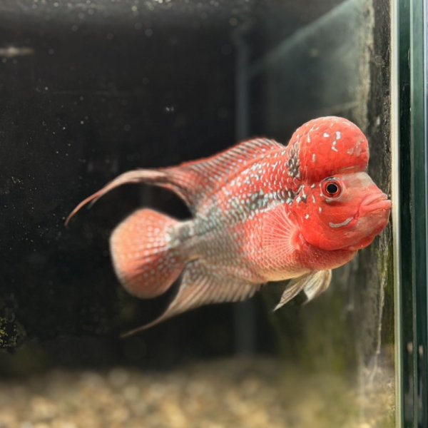 画像2: フラワーホーン ビックヘッド(12cm±) (2)