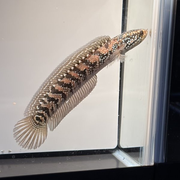 画像3: コウタイ レッドギャラクシー(15cm±) ブリード (3)