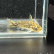 画像6: ゴールデンレオパードダクティア(4cm±) ペア WILD（ペルー） (6)