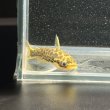 画像5: ゴールデンレオパードダクティア(4cm±) ペア WILD（ペルー） (5)