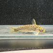 画像4: ゴールデンレオパードダクティア(4cm±) ペア WILD（ペルー） (4)